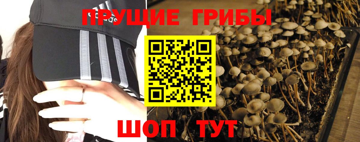 Галлюциногенные грибы Cubensis Берёзовский